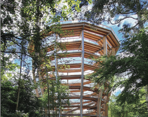 Beyond The Trees Avondale